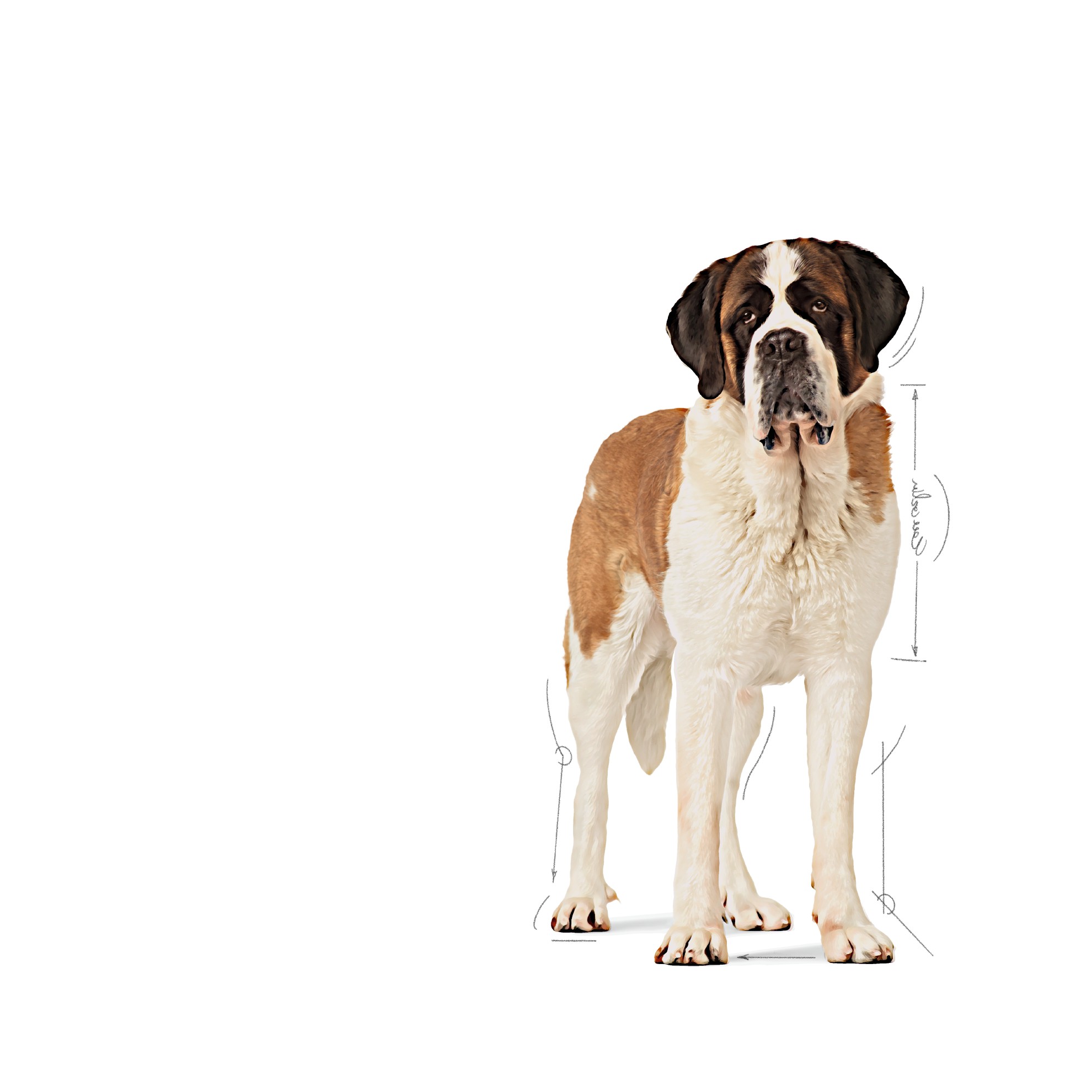 Royal Canin Giant Junior Dry Dog Food 14kg | CSQZP6785