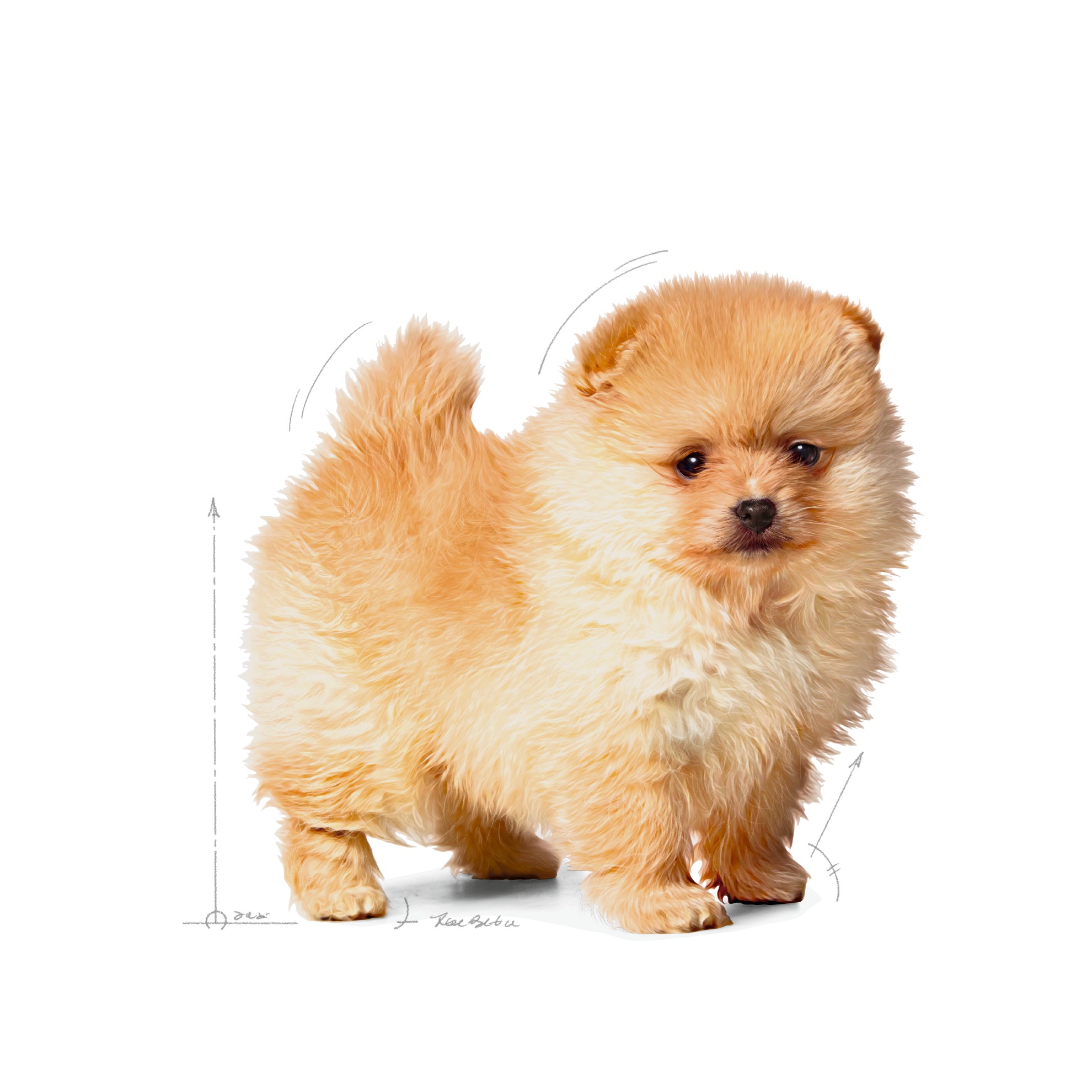 Royal Canin Small Indoor Puppy Dry Dog Food 1kg | ACDOI0382