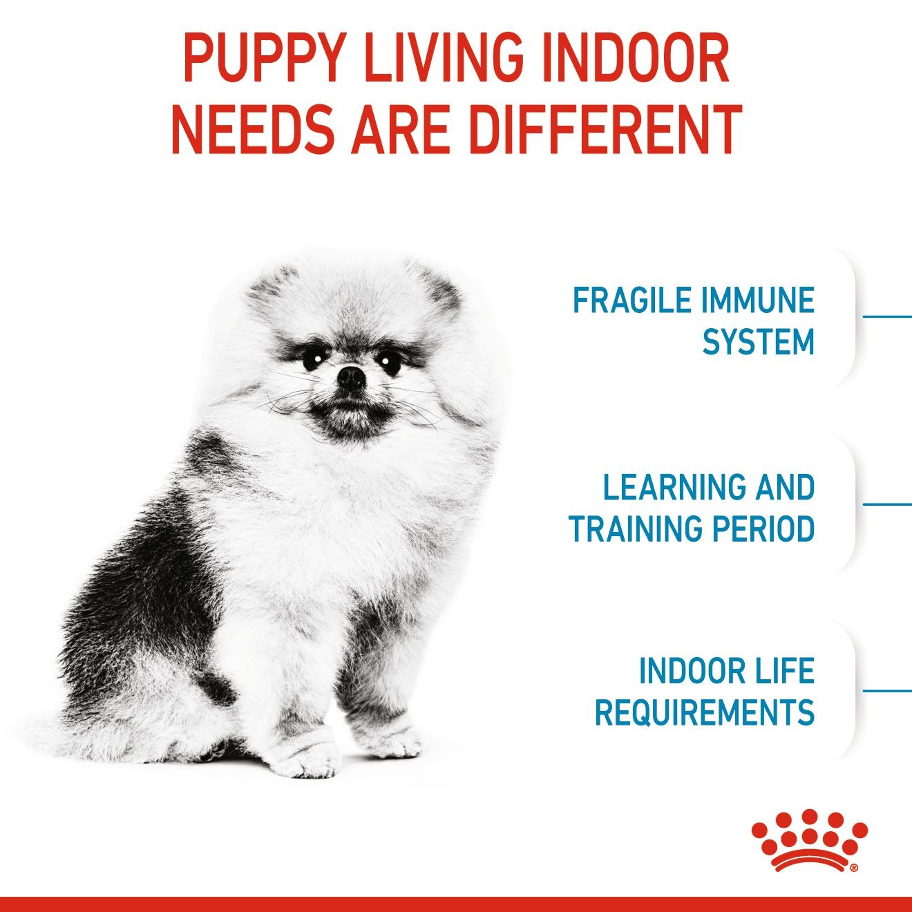 Royal Canin Small Indoor Puppy Dry Dog Food 1kg | ACDOI0382